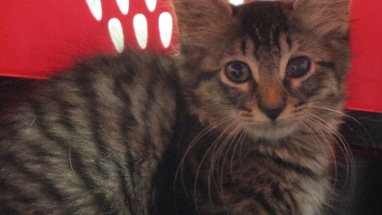 A cat inside a cage, looking sad