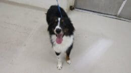 A tri-color Australian shepherd with a blue leash and tongue's out