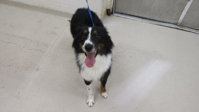 A tri-color Australian shepherd with a blue leash and tongue's out