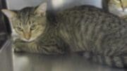 A tabby cat inside a cage, looking sad