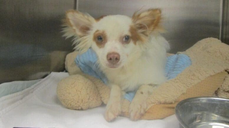 A white/tan chihuahua inside a cage, looking sad