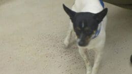 A tri-color dog with a blue leash, looking sad