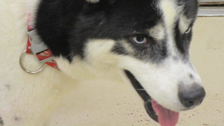 A black/white husky with tongue's out, looking angry