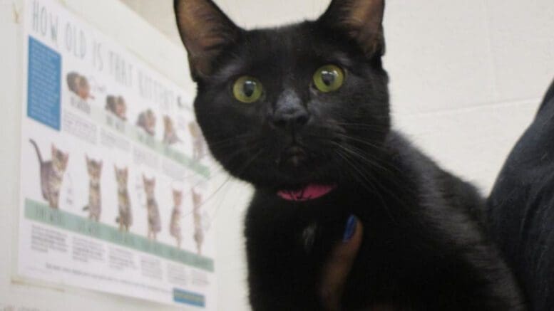 A black/white cat held by someone, looking shocked