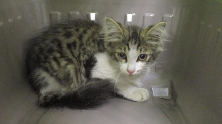 A tabby/white cat inside a cage