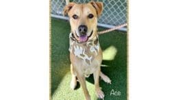 A tan labrador retriever with tongue's out and scarf