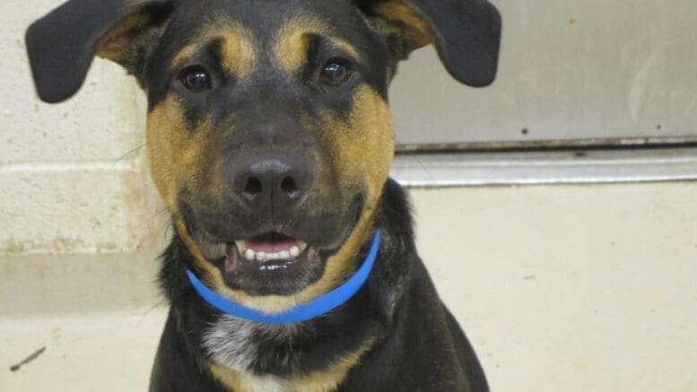A tri-color shepherd with a blue leash, looking happy