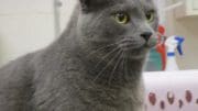 A gray cat looking sad