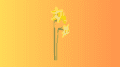 Two jonquils