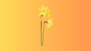 Two jonquils