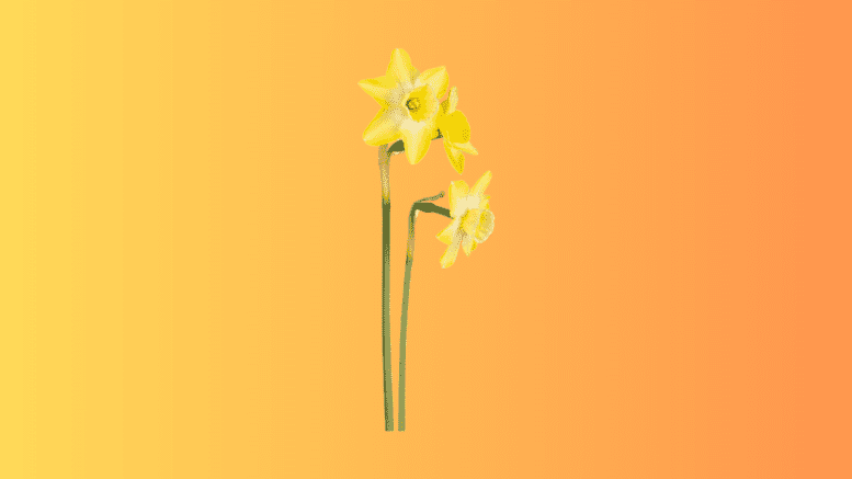 Two jonquils
