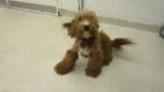 A red poodle with a blue leash, looking happy