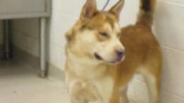 A tri-color dog with a blue leash, looking sad