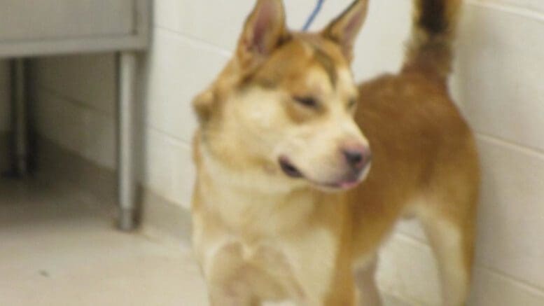 A tri-color dog with a blue leash, looking sad