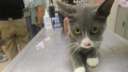 A gray/white cat on the top of a table, looking angry