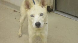 A white husky/malamute with a blue leash, looking angry