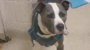 A black/gray pit bull type with a blue leash, looking angry