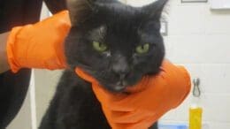 A black cat held by someone behind, looking angry