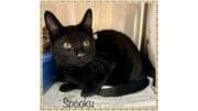 A black cat inside a cage, looking scared