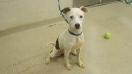 A white/brindle terrier with a blue leash, sitting