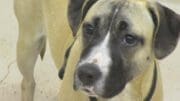 A beige and white hound, looking angry