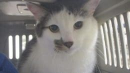 A black/white cat inside a cage, looking sad