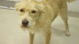 A tan/white terrier looking sad