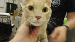 A beige tabby cat held by someone