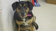 A black/tan hound with a blue and pink leash