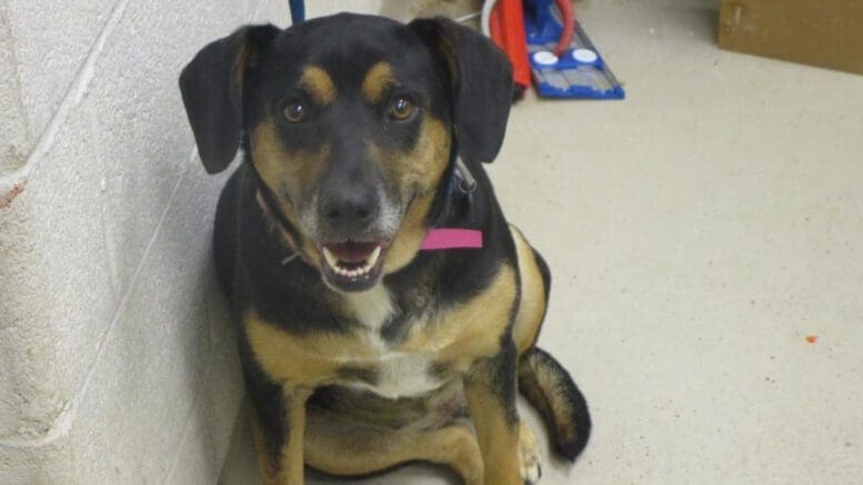 A black/tan hound with a blue and pink leash