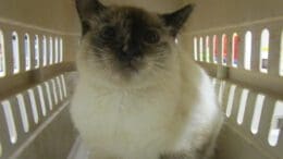 A tortoise point cat inside a cage, looking angry