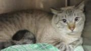 A lynx point cat inside a cage with a cloth