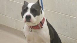 A gray/white pit bull with a blue leash