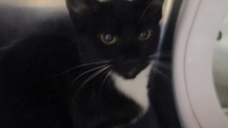 A black/white cat inside a cage