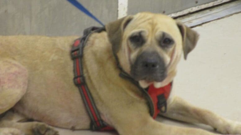 A tan/black shar pei with a blue leash, looking angry