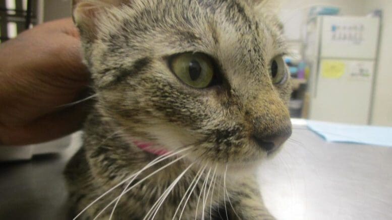 A tabby cat held by someone behind