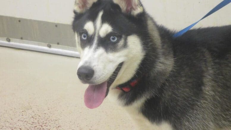 A black/white husky with a blue leash, looking happy