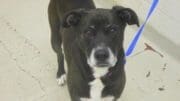 A black/white labrador retriever with a blue leash, looking angry