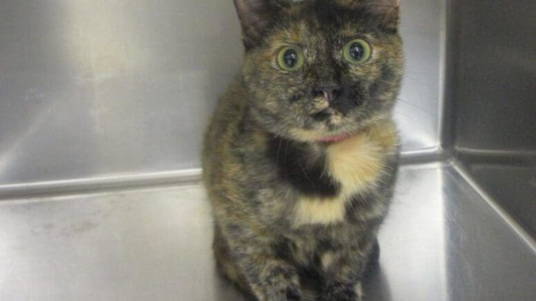 A tortoise shell cat inside a cage, looking sad