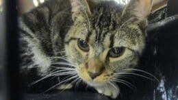 A gray tabby cat inside a cage, looking sad