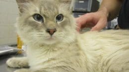 A lilac point cat held by someone behind