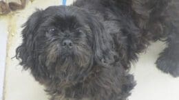 A black toy breed dog with a blue leash, looking sad