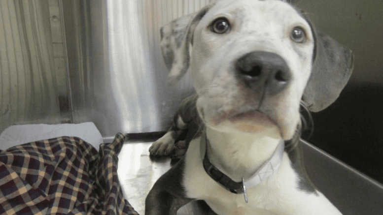 A gray/white dog inside a cage, looking sad