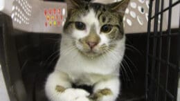 A tabby/white cat inside a cage