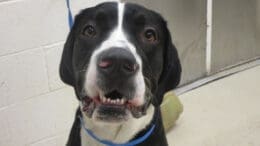 A black/white great dane dog with a blue leash, looking happy