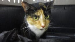 A calico cat inside a cage, looking angry