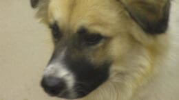 A tri-color collie looking angry