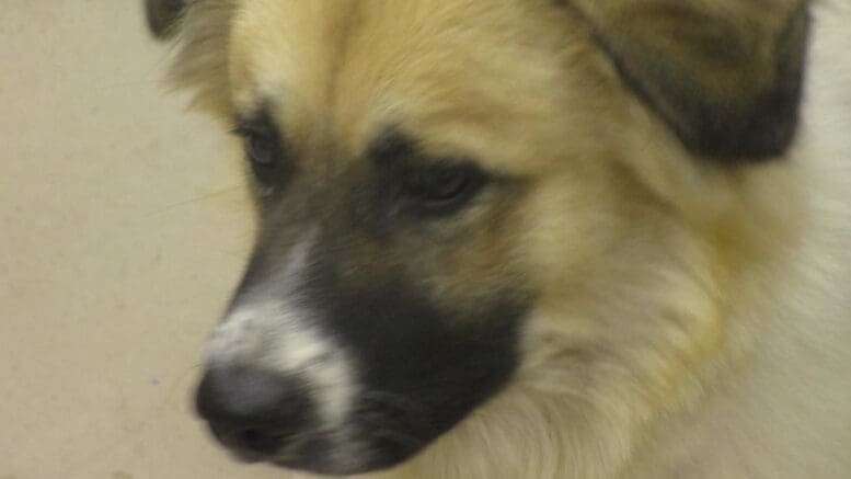 A tri-color collie looking angry