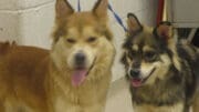 A brown/tan chow with a blue leash