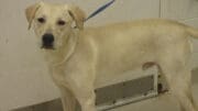 A tan labrador retriever with a blue leash, looking sad